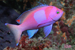Anthias from southeastern Indonesia. 
EOS5D, 100 mm, ... by Arthur Telle Thiemann 